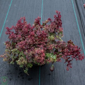 Rozchodník - Sedum ʹSUNSPARKLER WILDFIREʹ, kont. C2L